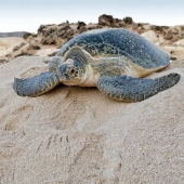Oman
