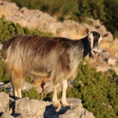 krupa8