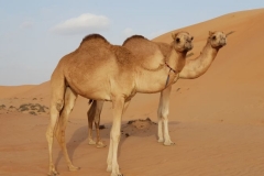 oman06