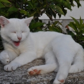 beli-mucek